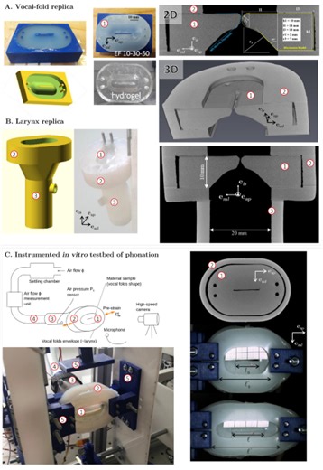 Flow-induced oscillations of vocal-fold replicas with tuned extensibility and material properties - Scientific Reports
