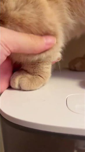 What conditions Just wear a fur boot#Douyin Play Partner Program#Cute Pet Creator Program#