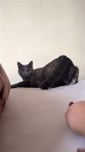 Bum Bum Wiggle: The Funniest Cat Moves