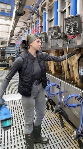 🐄 Why Do Cows Jump when a Farm Girl Washes their Udders before Milking? 💦