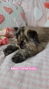 Meet Tootie Fruity!! #fyp #cats #persian #cuteanimals | Dollface Persian Kittens