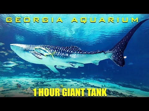 1 hour Georgia Aquarium Giant Tank - No Loop - Ultra Relaxing Fish Swimming - whale shark manta rays
