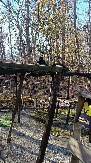 How to feed a squirrel pt. 30