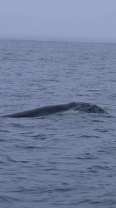 227K views · 6.5K reactions | Couple of orcas | Slater Moore Photography | Facebook