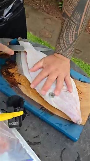 Fish N' Grillz on Instagram: "The Hawaii broom fish (aka scrawled filefish or broomtail filefish) is that weird, diamond-shaped reef oddball with the wide broom-like tail and those cool iridescent blue scribbles. Most people swim right past it thinking it's just funky-looking "rubbish fish"... but spearfishers in the know? They call it the poor man's mahi-mahi for good reason 🔥 Here's why the catch and cook is straight-up elite (esp with @lamorenaspice ): Flaky, white, mild perfection — Once yo