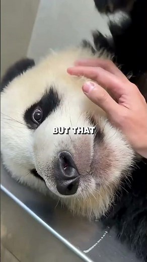 Elon Musk can't buy a Panda 🤯 #unknownfacts #unknownworld