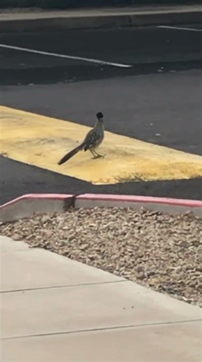 Roadrunner crossing the street
