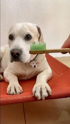 Make homemade toothpaste for your dog 🐕 #dogs #dog #pets #pets #fordogs #puppies