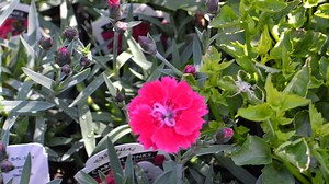 A Stroll Through the Garden: Carnations growing in Ohio in the name of dianthus