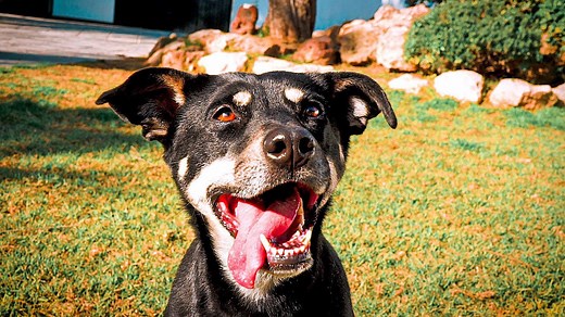 Black Dogs Are Awesome!