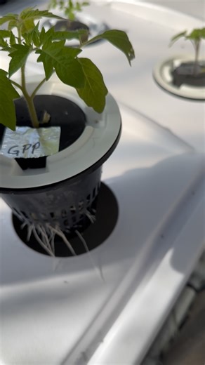 21 reactions | One week of root development in the aeroponic system...