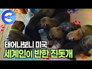 가장 바르게 행동하는 개 1위로 선정된 진돗개 🐕 | 8마리 새끼진돗개 | 늑대와 싸워 가족을 지킨 진돗개 | 진돗개 매력 | 다큐프라임