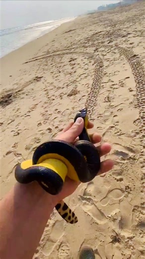 Om🕉 on Instagram: "I almost made the biggest mistake of my life I had no idea I was holding one of the most venomous snakes in the world called the yellow-bellied sea snake. Extremely venomous, possessing potent neurotoxins and myotoxins that can cause paralysis and kidney failure, potentially fatal to humans I was swimming in Puri, India when I saw it moving on the water’s surface, I grabbed its tail and threw it onto shore. This is when I pull out my phone and start recording. Stay safe our t