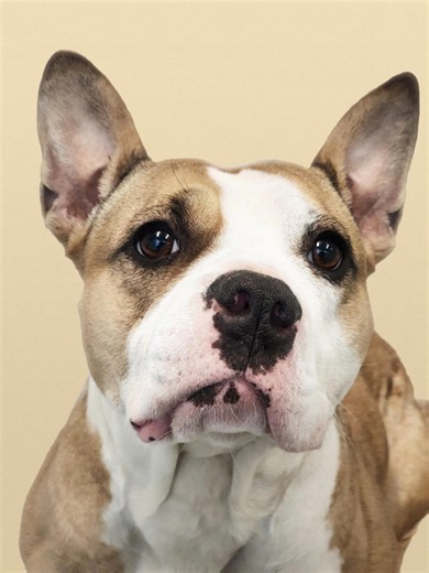 Looking to add a pet to your family? Many are available at shelters