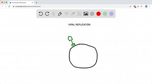 SOLVED:Which one of the following statements concerning the viral replication is correct? A. Most RNA viruses assemble in the nucleus, whereas most DNA viruses develop solely in cytoplasm. B. DNA viruses must provide virtually all enzymatic and regulatory molecules needed for a complete replication cycle. C. Viral ( ) single-stranded RNA serves as the template for complementary (-) strand synthesis using host RNA-dependant RNA polymerase. D. In a virus with a single-stranded (ss) RNA genome of (