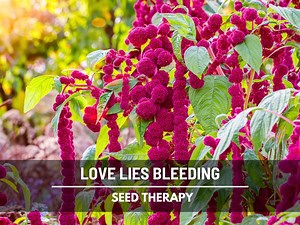 Love Lies Bleeding Amaranth Seeds – Heirloom, Ornamental & Edible Flower, Dramatic and Unique Garden Plant | 250 Seeds - Etsy