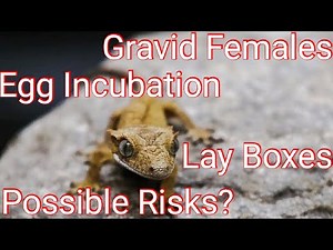 The Complete Guide To Breeding Crested Geckos PT.2