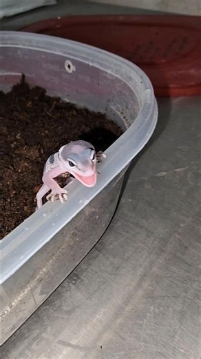 FIESTY little baby gecko SCREAMING 🔊😚