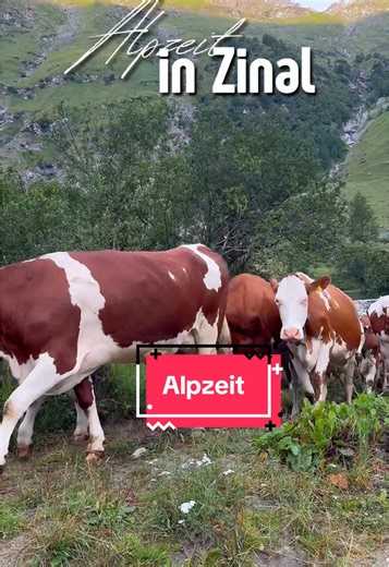 Switzerland by Appenzellerin on TikTok