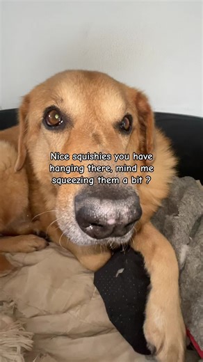 Squeeze the Cutest Squishies: A Fun Experience