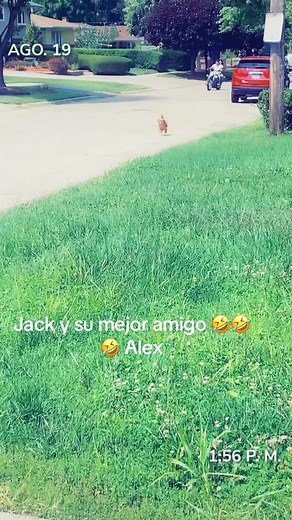 🦋steck steck 🦋 (@steck_steck)’s videos with La nena - Banda Pequeños Musical