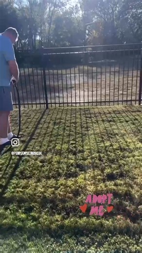 1.6K views · 93 reactions | Available for Adoption Chloe in Dallas TX! Watch out-here comes the Shar Pei Splash Squad! This little wrinkled water lover has discovered the garden hose and is now convinced she's a professional swimmer!! apply to adopt Chloe today! www.peipeople.com | Pei People Shar Pei Rescue | Facebook