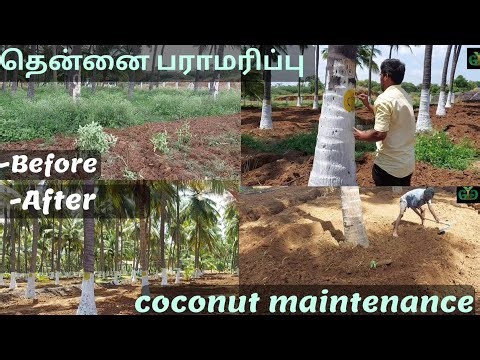 தென்னை மரங்கள் பராமரிப்பு /Coconut farm full maintenance #agriculture #coconut #farming #coimbatore