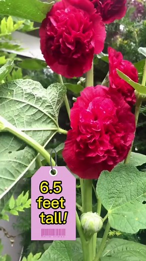 12K views · 153 reactions | Protecting Your Garden's Privacy" #hollyhock #gardeningtips #growyourown | Seeds Connectorg | Facebook