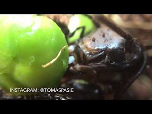 CLOSE UP: HISSING COCKROACH EATING A PEA