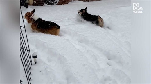 Corgis barrel through snow, drone flies over icy Susquehanna: Check out these viewer videos