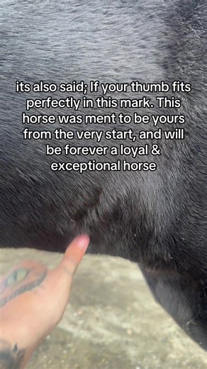 Discover the Prophet's Thumbprint on Horses