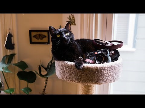 A Year With My Leica M7 | My Favorite 35mm Film Camera