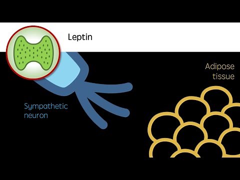 Leptin - The Appetite Hormone