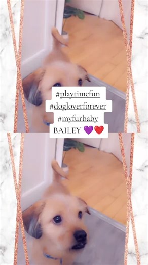 Fun Playtime Activities for Your Happy Dog