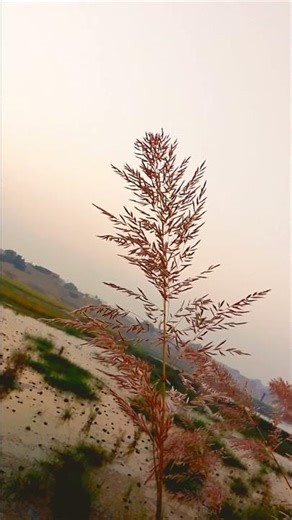 Spring Flower Blossoms Healing Nature Video#youtubeshorts #nature