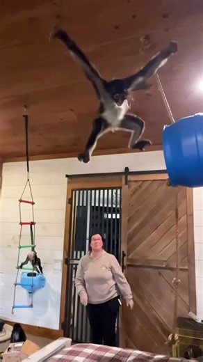 Our Life Adventures 9 on Instagram: "Spidermonkey Rooster stuck the landing 💜"