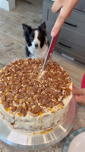 Fully loaded 4-layer carrot cake with homemade pecan pralines