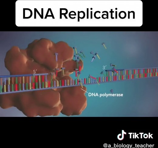 DNA Replication Explained: Process and Mechanisms