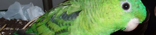 Adopter un Touï Catherine comme oiseau de compagnie