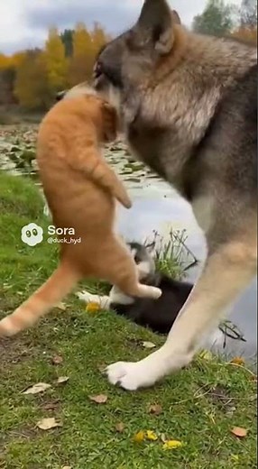 Timber Wolf Interrupts Cat–Puppy Fight and Sends Ginger Cat Flying Into Pond 🌿🐺💦