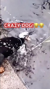 Crazy Dogs Doing Crazy Things 😂 | Try Not To Laugh