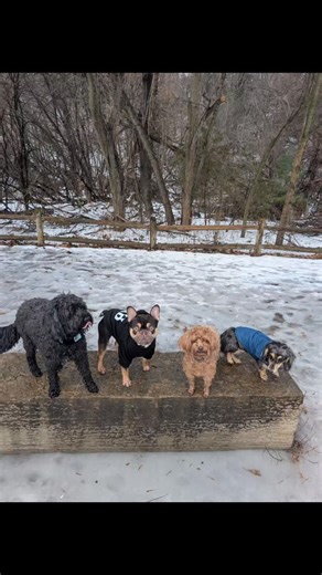 Welcome to Nassau! She's a 4 year old jackapoo who is sweet and spunky! She will be joining us while her walker Wendy is healing from her shoulder injury. Get better soon Wendy! ❤️‍🩹 | Lucky Penny Pet Care Toronto
