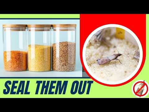 Stop Pantry Moths Before They Destroy Your Food!