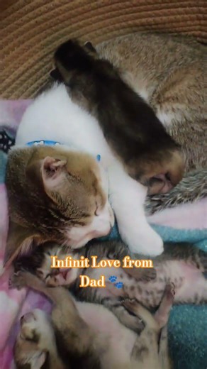 Infinit Love from Dad 🐾❤️ #cat #kitten #cute #love #pets #fypシ #animals #shorts #short #dad #care