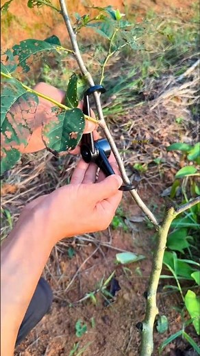 How to Shape Your Trees Like a Pro