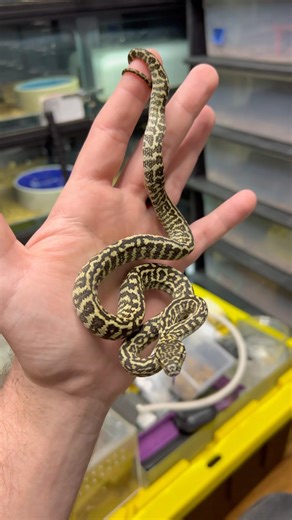 AMAZING Little Zebra Jungle Carpet Holdback! #animal #snake #beautiful