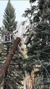 Taking down a damaged spruce