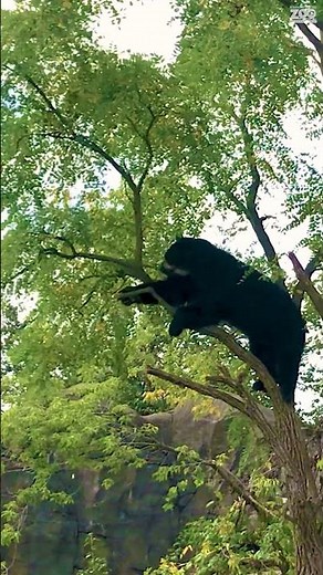 Andean Bear Day 2025