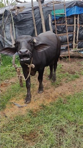 Real Buffalo Sound 🐃 | Village Buffalo Calling Sound That Feels So Powerful