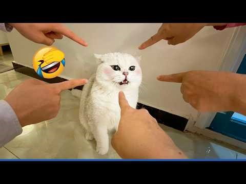 Try Not To Laugh 😂 Funniest Cats Doing Weird Things Series